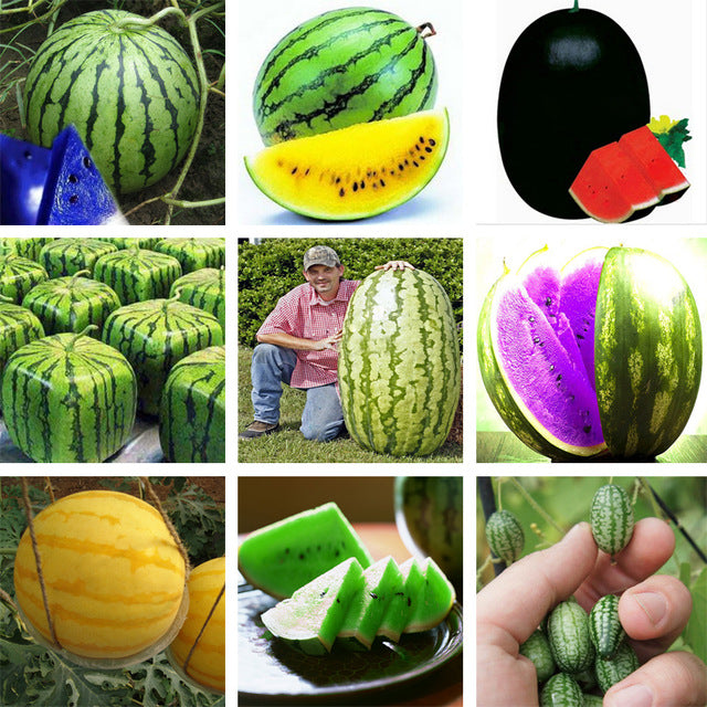 20Pcs Watermelon Multi-color Flesh Magic Garden Seeds Summer Cool Fruit Garden Farm Landscape