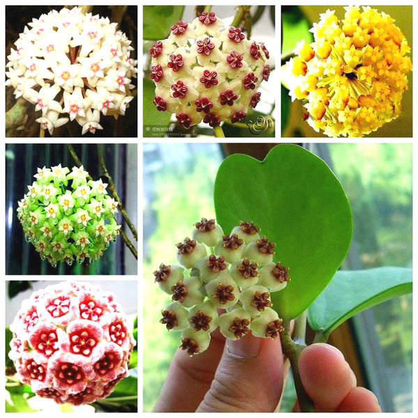 Egrow 20Pcs/Pack Hoya Seeds Potted Seed Hoya Carnosa Flower Seed Garden Plants