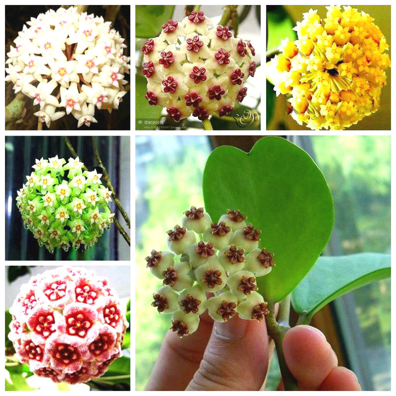 Egrow 20Pcs/Pack Hoya Seeds Potted Seed Hoya Carnosa Flower Seed Garden Plants