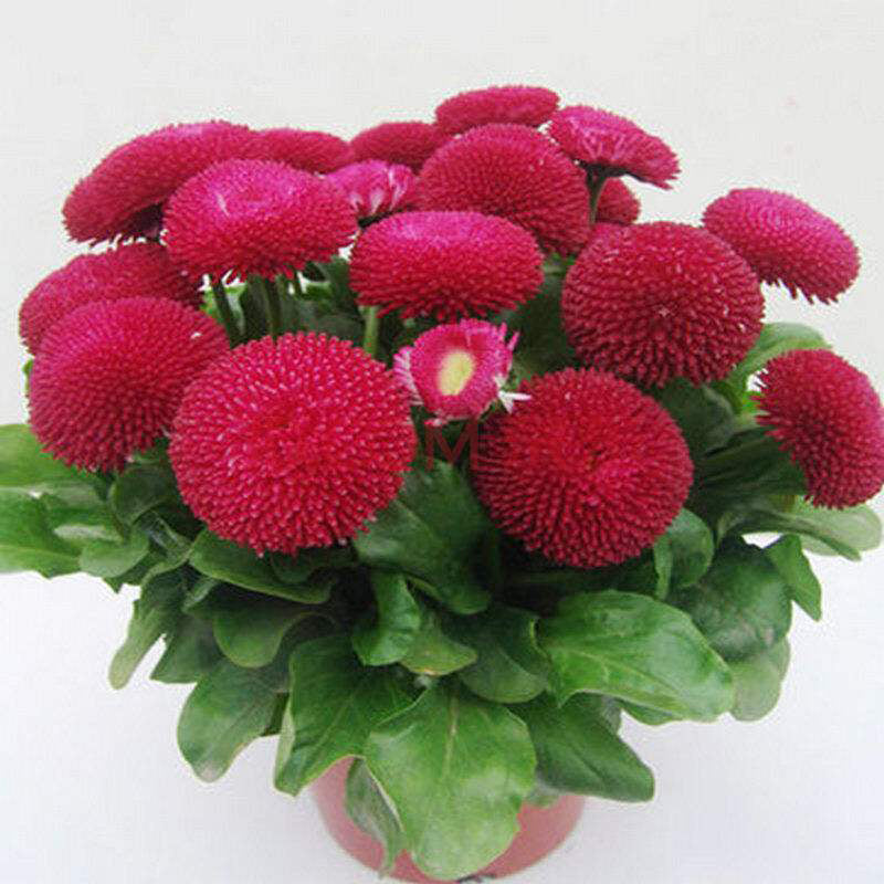 Egrow 200Pcs Strawberry Ice Cream Little Daisy Seeds Bonsai Plants Seeds for Home Garden