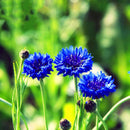 Egrow 100Pcs/Pack Blue Cornflower Centaurea Cyanus Seeds Balcony Patio Garden Flowers Potted Bonsai Plant Seed