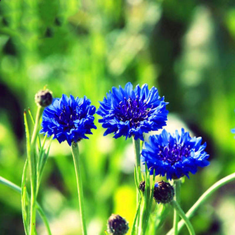 Egrow 100Pcs/Pack Blue Cornflower Centaurea Cyanus Seeds Balcony Patio Garden Flowers Potted Bonsai Plant Seed