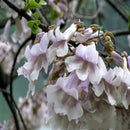Egrow 100PCS/Pack Paulownia Elongata Seeds Forest Tree Bonsai Fast Growing Tree For Garden