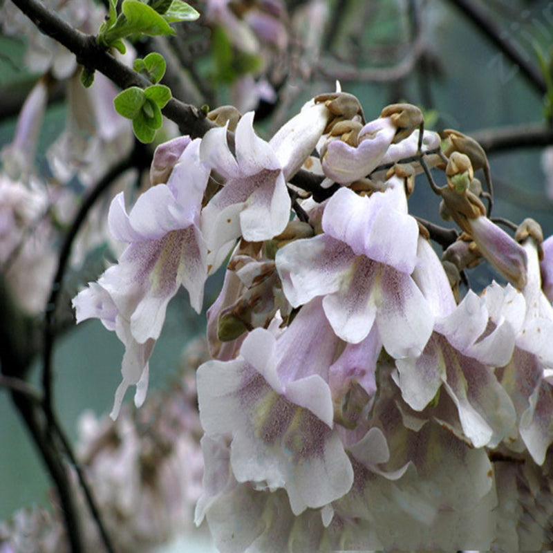 Egrow 100PCS/Pack Paulownia Elongata Seeds Forest Tree Bonsai Fast Growing Tree For Garden
