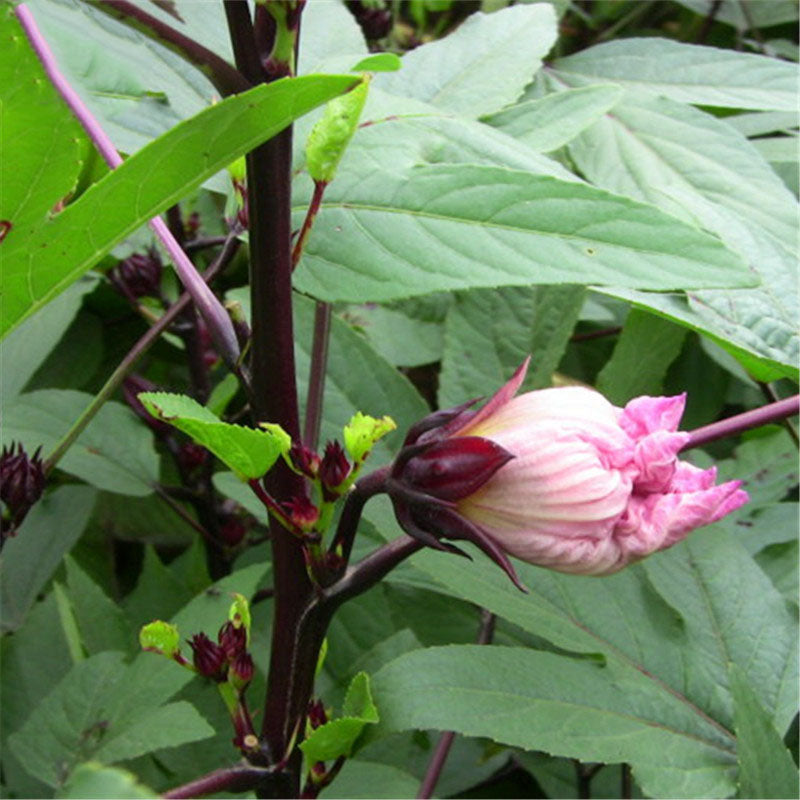 Egrow20Pcs/Bag Roselle Seeds Hibiscus Sabdariffa Chinese Herb Flower Bonsai Plant DIY Garden Seeds