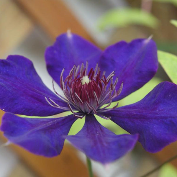 Egrow 100Pcs Home Gardening Clematis Floride Thunb Flower Seeds Home Bonsai Plant