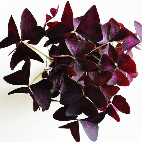 Egrow 100 Pcs/Pack Oxalis Seeds Oxalis Flower Purple Shamrock Clover Bonsai Plant Perennial Outdoor For Home Garden