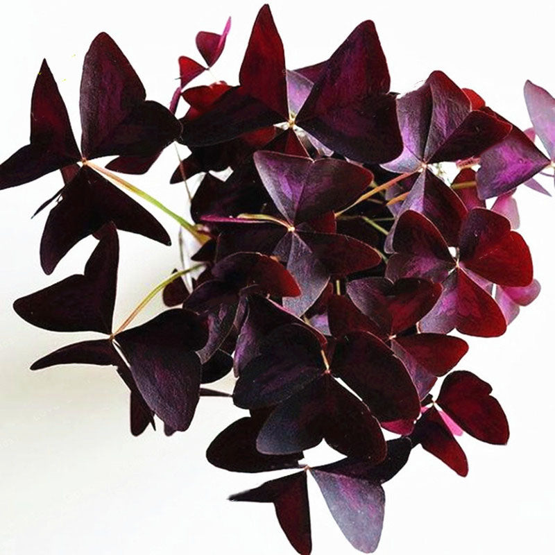 Egrow 100 Pcs/Pack Oxalis Seeds Oxalis Flower Purple Shamrock Clover Bonsai Plant Perennial Outdoor For Home Garden