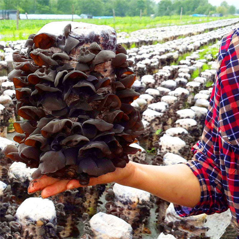 Egrow 50Pcs/Pack Agaric Seeds Healthy Edible Vegetable Mushroom Black Fungus Plants Seeds