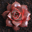 Egrow 100 Pcs/Pack Echeveria Purpusorum Seeds Fresh Succulent Plant Seed Garden Round Leaf Succulent