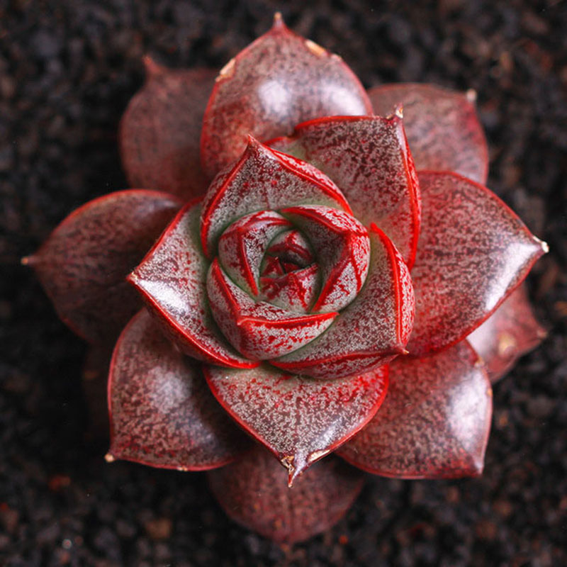 Egrow 100 Pcs/Pack Echeveria Purpusorum Seeds Fresh Succulent Plant Seed Garden Round Leaf Succulent