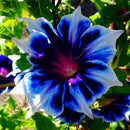 Egrow 100Pcs/Bag Morning Glory Seeds Blue Glory Fragrant Garden Climbing Flowers Hanging Out Plants