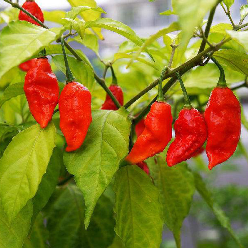 Egrow 200Pcs Indian Ghost Pepper Seeds Chili Seeds Vegetable Rare Red Carolina Pepper Seeds