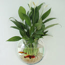 Acrylic Aquarium Fish Tank Wall Mounted Hanging Plant Pot Grow Vase Home Decor
