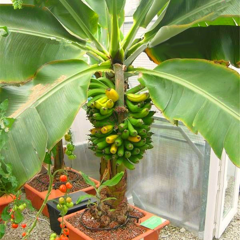 Egrow 200Pcs Garden Banana Seeds Outdoor Dwarf Fruit Trees Banana Milk Taste Perennial Potted Fruit