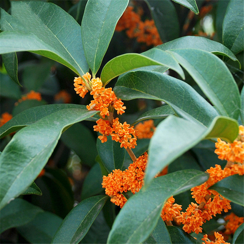Egrow 30 Pcs/Pack Sweet Scented Osmanthus Tree Seeds Sweet Scented Osmanthus Tree