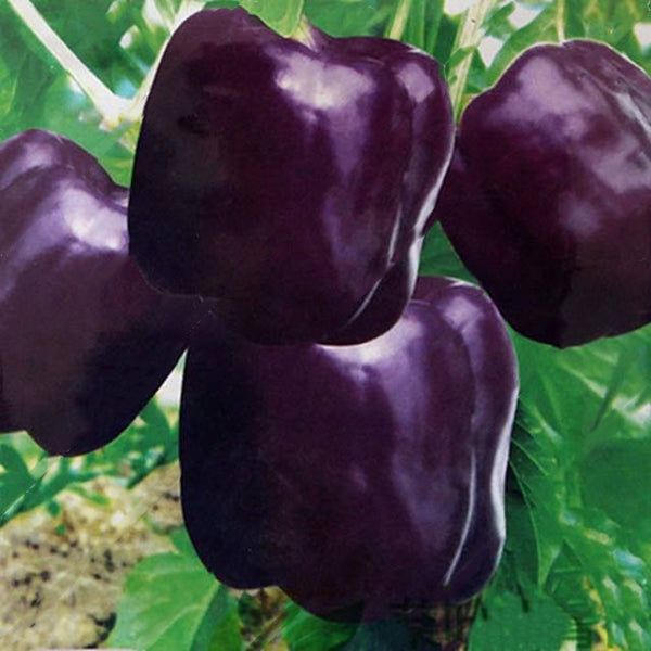 Egrow 50Pcs/Bag Mixed Red Yellow Green Pepper Seeds Colorful Sweet Pepper Seeds Mix Bell Peppers