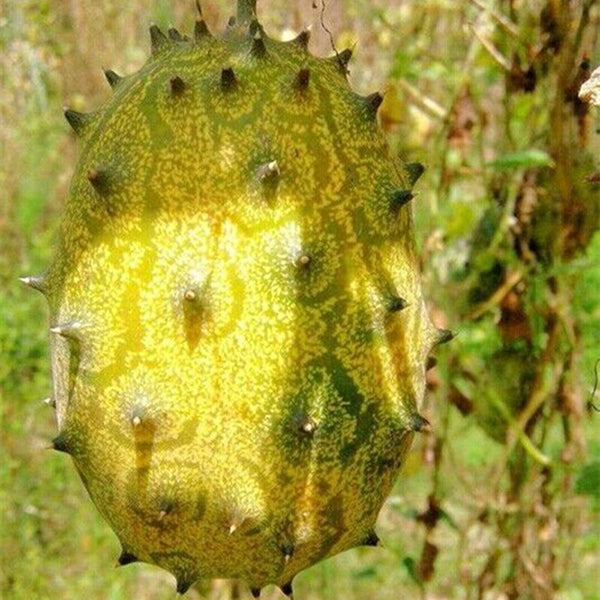 Egrow 20 Pcs/Pack Kiwano Melon Seeds African Cucumber Seed Garden Greenhouse Vegetable Fruit Plants