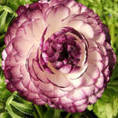 Egrow 50Pcs/Pack Ranunculus Seeds Home Garden DIY Decoration Bonsai Plants Flower Seeds