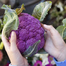100PCS Graffiti Dark Purple Cauliflower Seeds Vegetable Seeds Yellow/Purple Bonsai Edible