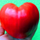 Egrow 100 Pcs/Pack Giant Tomato Seeds Organic Fruit Red Strawberry Tomato Bonsai Fresh Vegetable Solanum lycopersicum Potted Plants