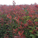 Egrow 50 Pcs/Pack Serrulata Seeds Photinia Serrulata Tree Plant Red Robin Home Garden Decoration