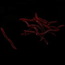 15 pieces Silicone Soft Rainworm Fishing Bait Fishing Worms