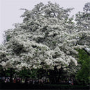 Egrow 15 Pcs/Pack Tassel Seeds Tassel Tree Plant Chionanthus Retusus Garden Seeds