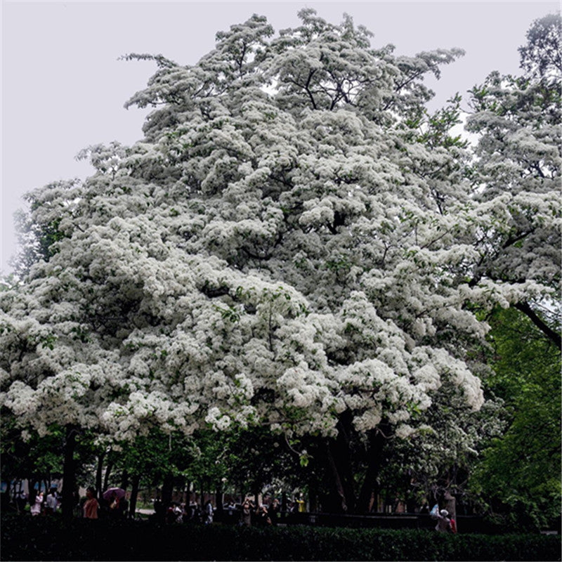 Egrow 15 Pcs/Pack Tassel Seeds Tassel Tree Plant Chionanthus Retusus Garden Seeds