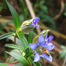 Egrow 100 Pcs/Pack Gentiana Scabra Seeds Gentiana Scabra Plant Elephantopus Scaber Flower Seeds