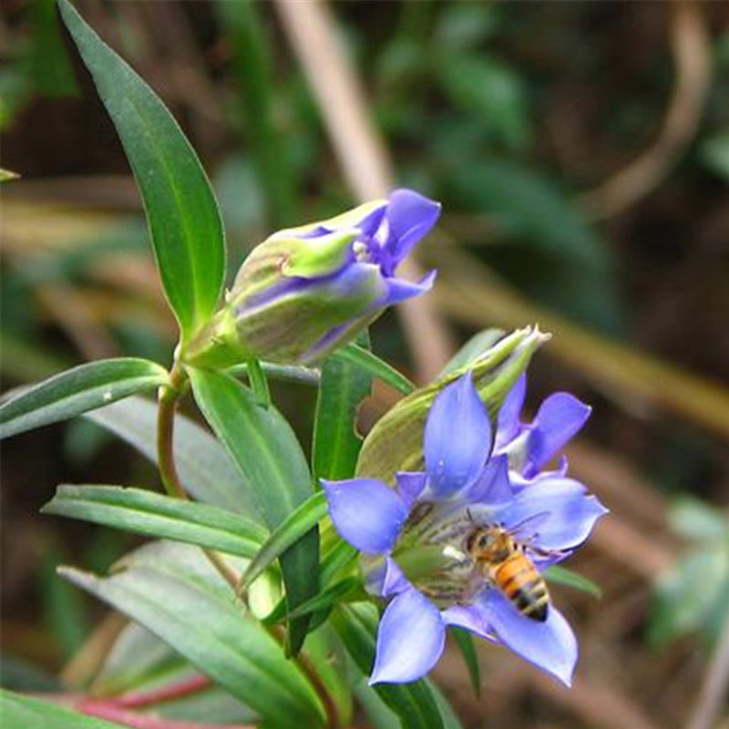 Egrow 100 Pcs/Pack Gentiana Scabra Seeds Gentiana Scabra Plant Elephantopus Scaber Flower Seeds