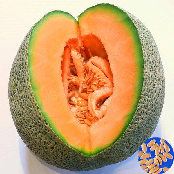 Egrow 50Pcs/Pack Cantaloupe Seeds Honey Yellow Flesh Sweet Melon Fruit Seed Summer Muskmelon Plants