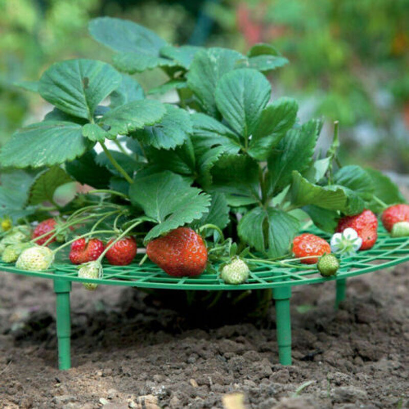 5Pcs Strawberry Plant Growing Supports Keep Strawberries Not Rot in the Rainy Day Plant Holder Tools Kit