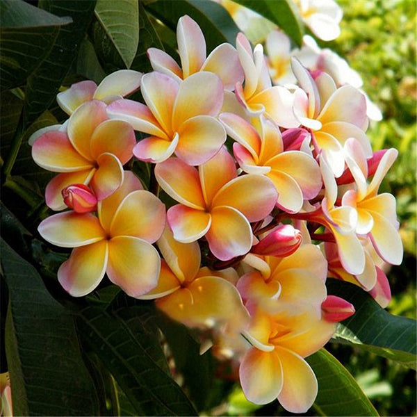 Egrow 100Pcs/Pack Plumeria Seeds Garden DIY Bonsai Hawaiian Frangipani Decorations Flower Seeds