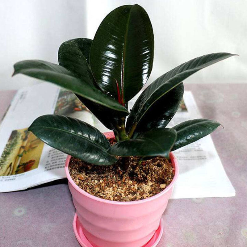 Egrow 50Pcs/Pack Indian Rubber Tree Seeds Rare Bonsai Ficus Elastica Plants Indoor Purify Air Anti Radiation Plant