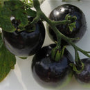 Egrow 200Pcs Tomato Seeds Garden Vegetable Planting Red Yellow Black Potted Tomatoes Bonsai