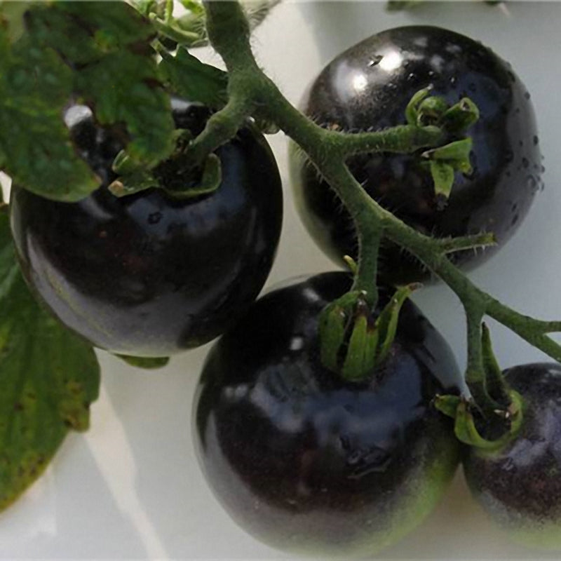 Egrow 200Pcs Tomato Seeds Garden Vegetable Planting Red Yellow Black Potted Tomatoes Bonsai