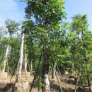 Egrow 50 Pcs/Pack Mahogany Tree Seeds West Indian Mahogany Tree Plant Cuban Mahogany