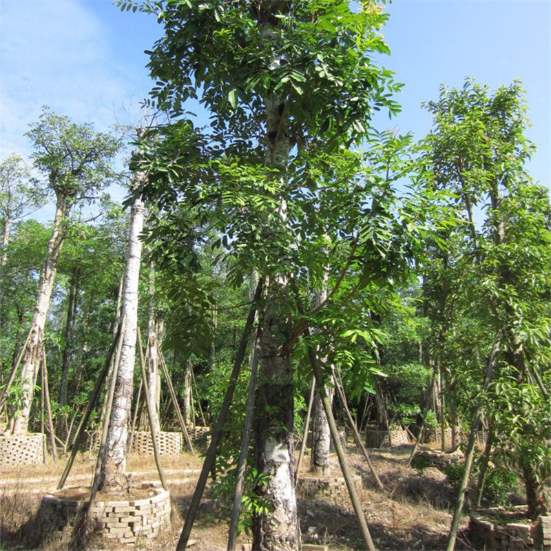 Egrow 50 Pcs/Pack Mahogany Tree Seeds West Indian Mahogany Tree Plant Cuban Mahogany