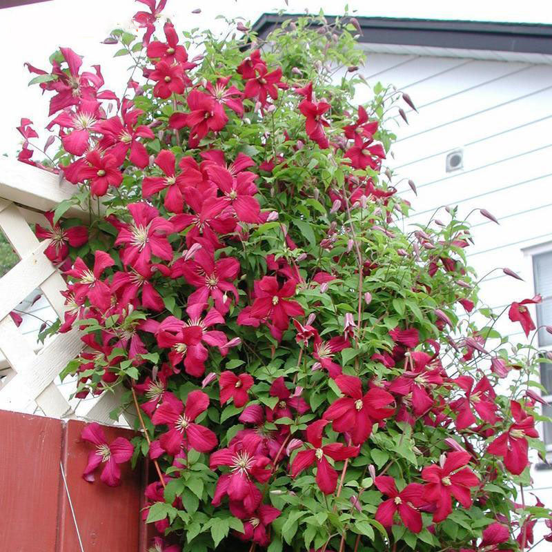Egrow 100Pcs Clematis Flower Seeds Perennial Vines Climbing Clematis Plant Seed Garden Decoration