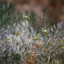 Egrow 100 Pcs/Pack Peganum Harmala Seeds Desert Grass Peganum Grass Seeds