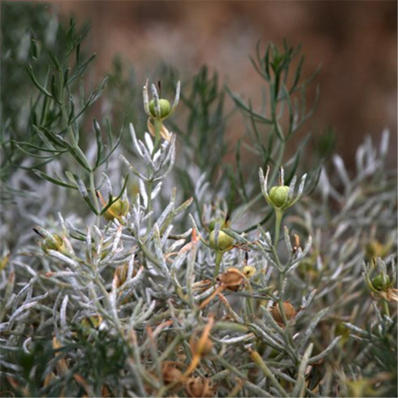 Egrow 100 Pcs/Pack Peganum Harmala Seeds Desert Grass Peganum Grass Seeds