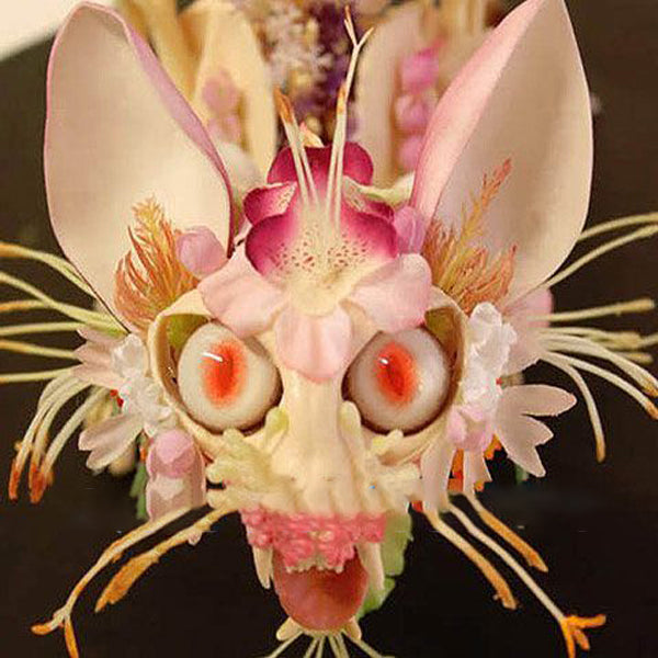 Egrow 30Pcs/Pack Japanese monkey Face Orchid Seeds Garden Dragon Flower Seeds