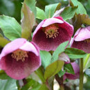 Egrow 100 Pcs/Bag Helleborus Seeds Winter Rose Flower Grow In Winter Rare Flower Seeds Outdoor Plant