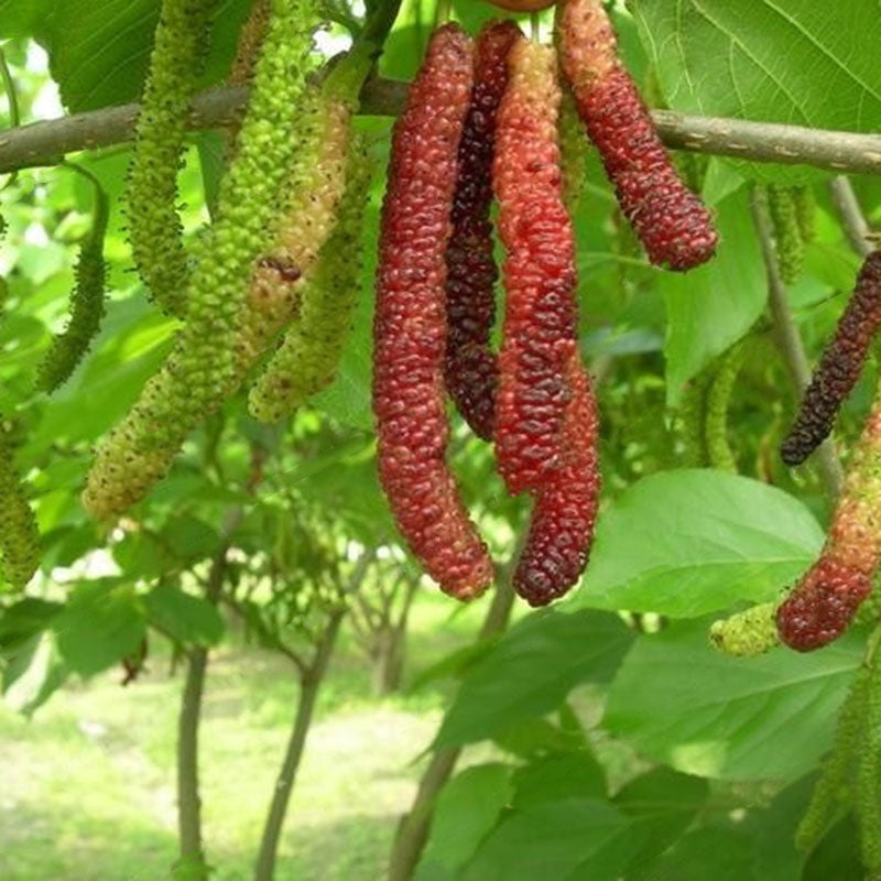 Egrow 100 Pcs/Pack Mulberry Seeds Long Mulberry Bonsai Rare Mulberry Tree Pakistan Fruit Bonsai Large Super Sweet Non-GMO Food For Garden