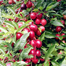 Egrow 10Pcs/Bag Cherry Seeds Rosaceae Cherry Plum Shrub Prunus Cerasifera Bonsai Ornamental Plants