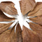 10Pcs Aquarium Natural Terminalia Leaves Reduce Ph Improve Water Quality Water Purifier