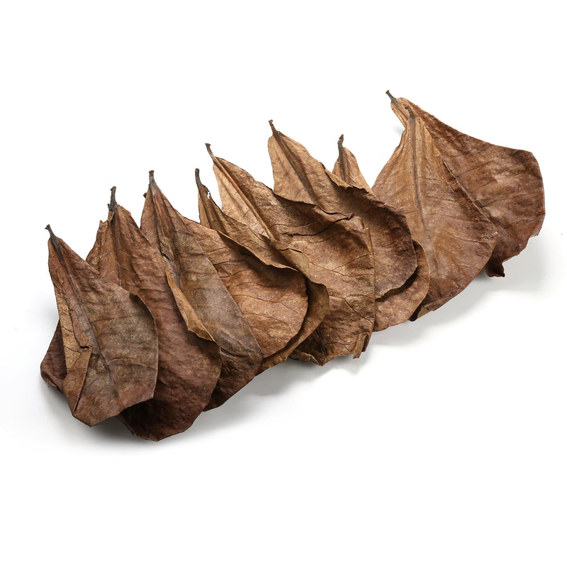 10Pcs Aquarium Natural Terminalia Leaves Reduce Ph Improve Water Quality Water Purifier