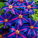 Egrow 100 Pcs/Pack Climbing Clematis Bonsai Seeds Perennial Courtyard Bonsai Flower Plants for Home Garden