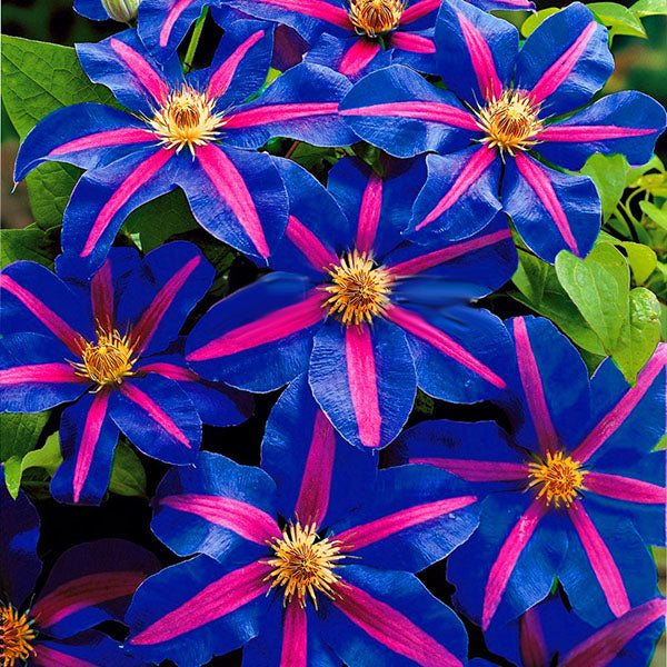 Egrow 100 Pcs/Pack Climbing Clematis Bonsai Seeds Perennial Courtyard Bonsai Flower Plants for Home Garden